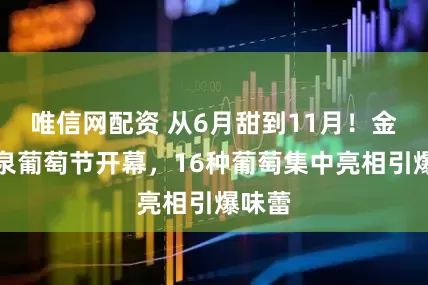 唯信网配资 从6月甜到11月！金山施泉葡萄节开幕，16种葡萄集中亮相引爆味蕾